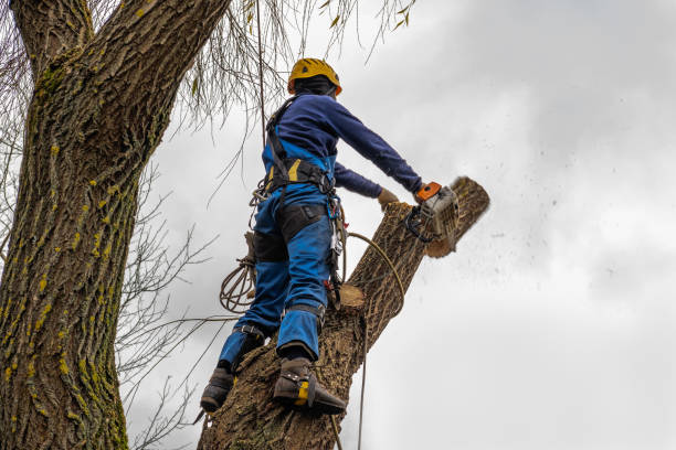 Best Tree Maintenance Programs  in Roanoke, VA